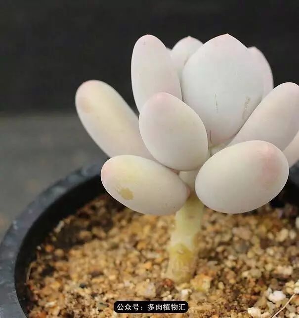 干奶酪怎么挑,奶酪如何挑选品牌