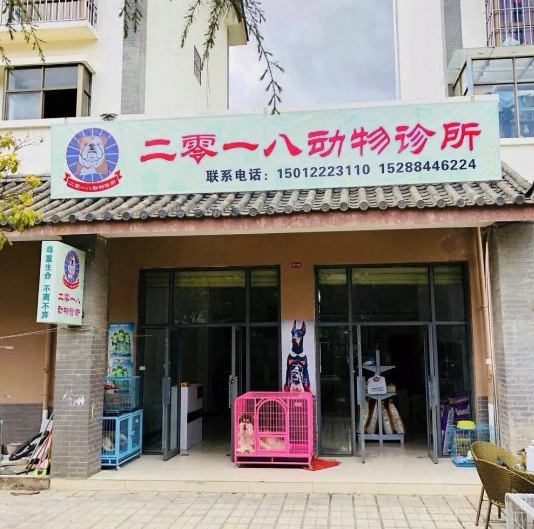 丽江宠物基地,丽江最好的宠物医院