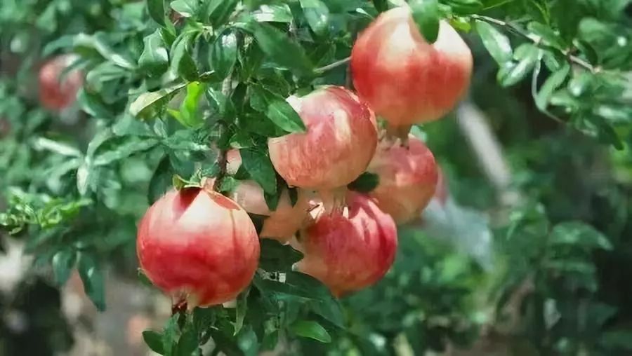 蒙自石榴现状如何,农产品假冒产地如何处罚