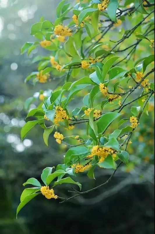 中秋佳节,聊一聊桂花的那些事儿~