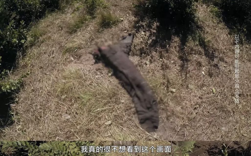 马戏团老虎逃脱后死亡,马戏团老虎脱逃最新结果