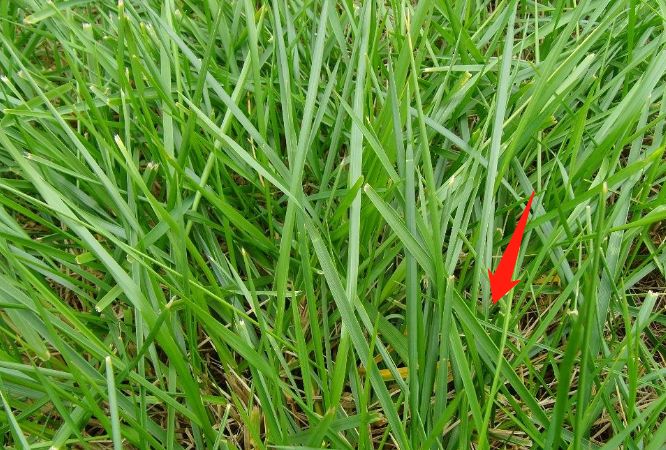 预防登革热时刻在行动,科普清理小积水防控登革热