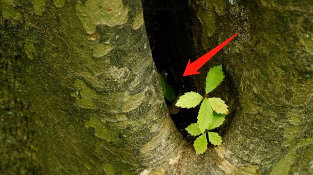 预防登革热时刻在行动,科普清理小积水防控登革热