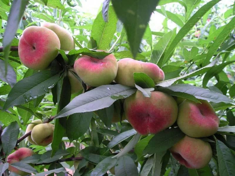 河北魏县漳河情,邯郸市市情