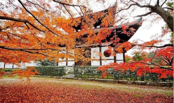 日本银杏叶保存,2019日本赏银杏