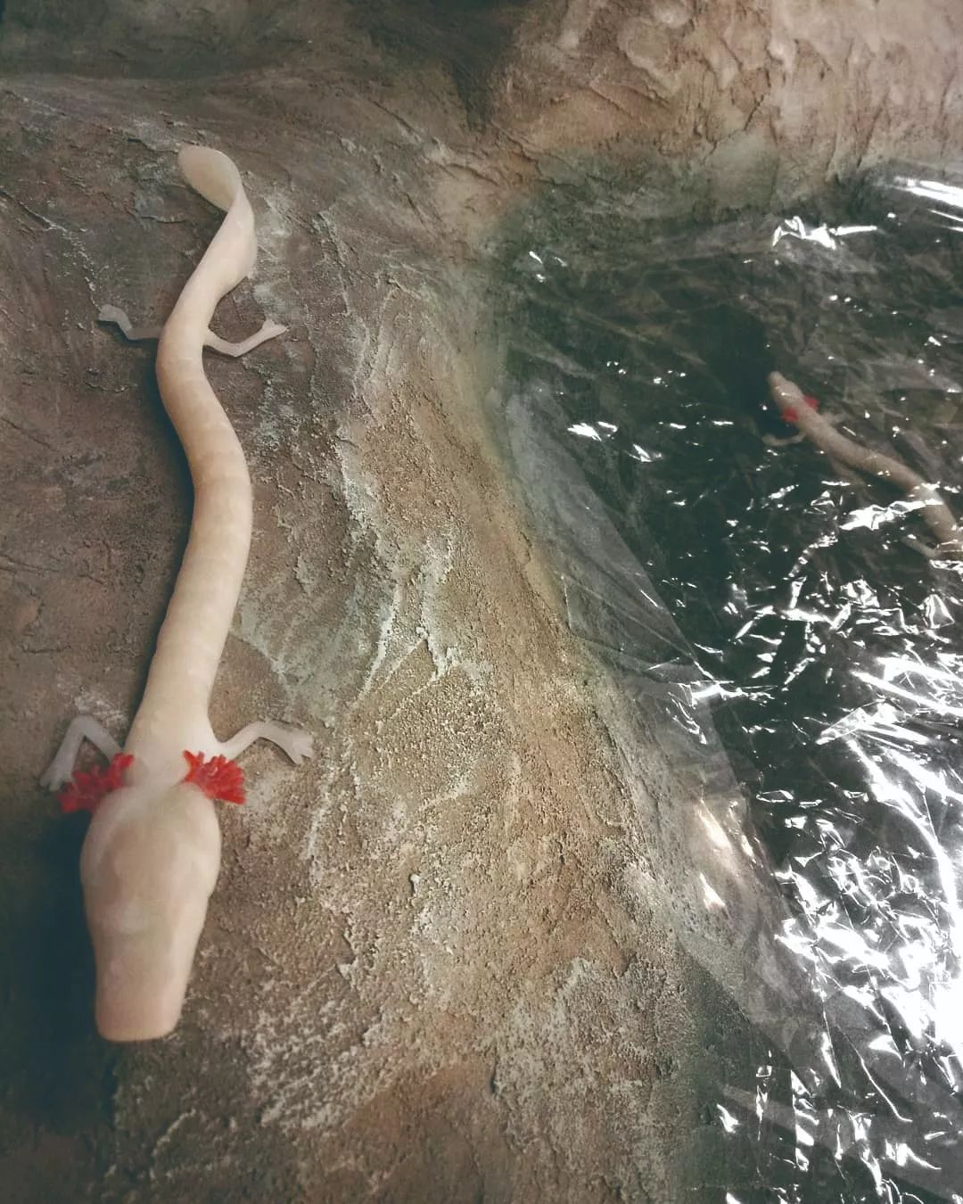 世界上长得最像龙的生物,最像中国龙的生物