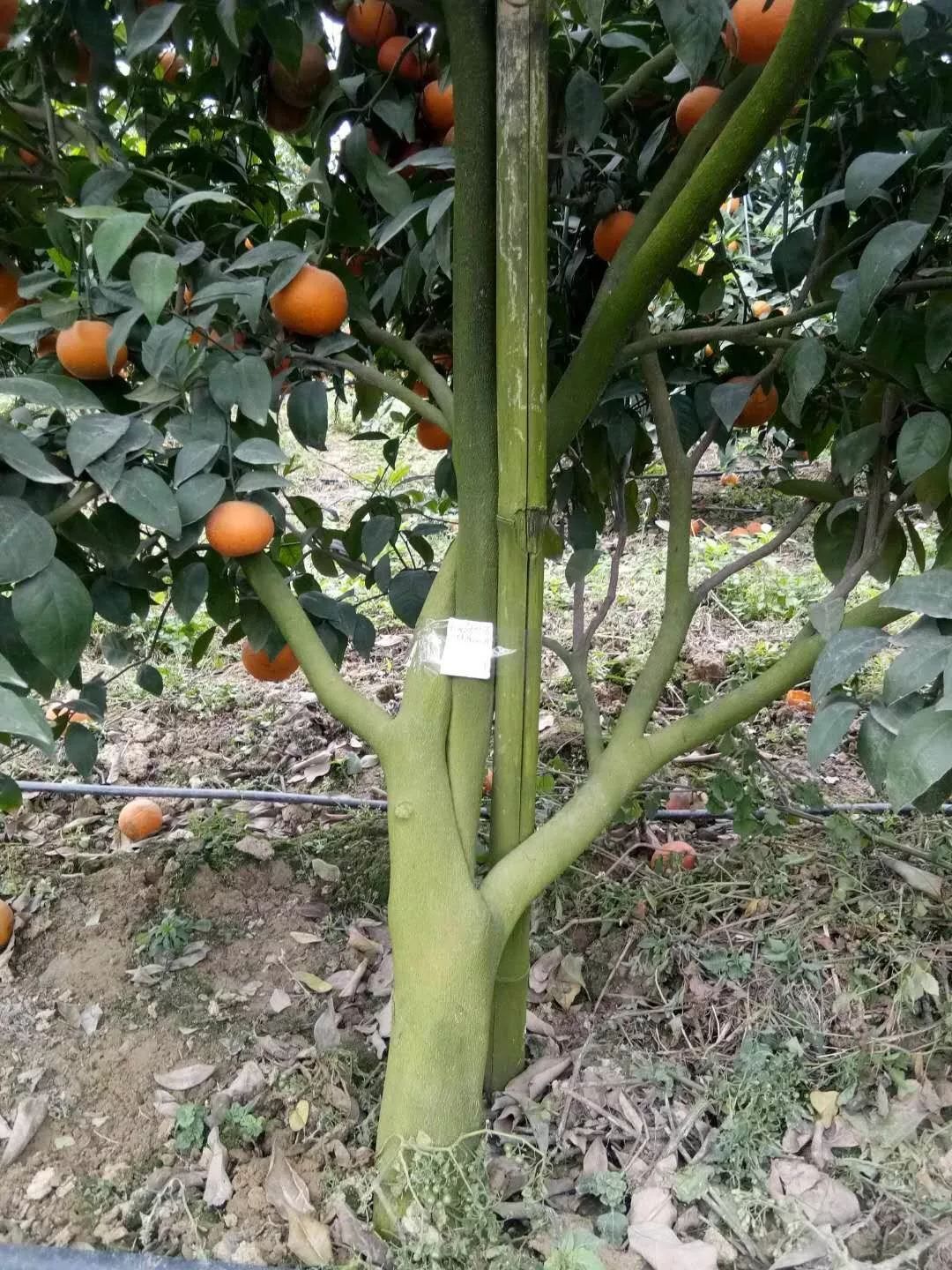 强力除青苔,除青苔的好处