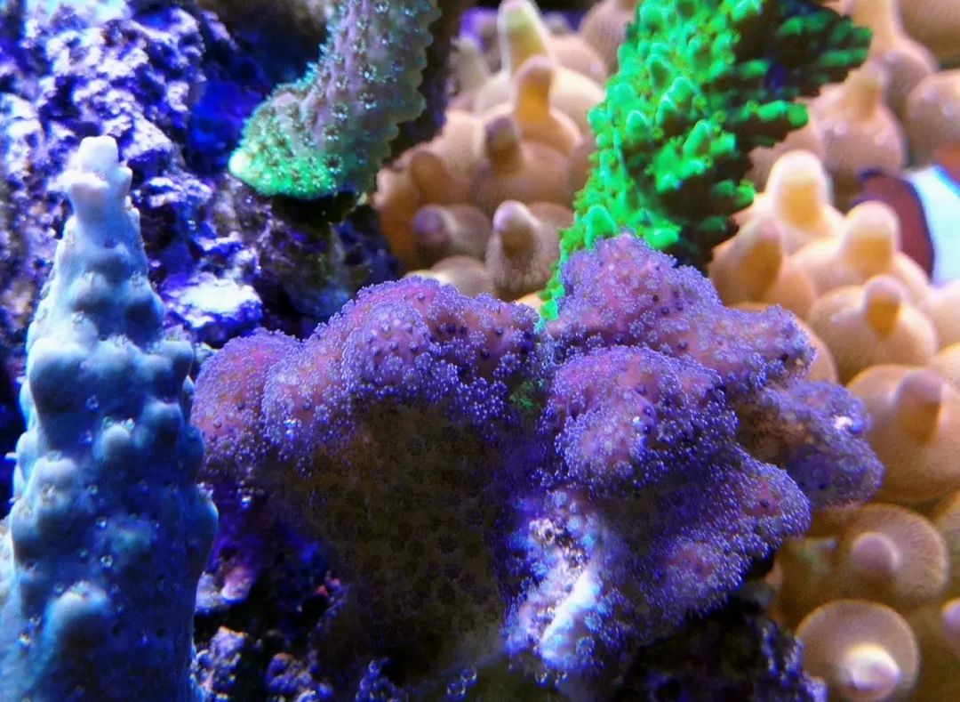 40小缸全套,40的方缸用多大的过滤桶