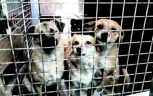 国内外宠物领养问题有哪些,很好的宠物为什么免费领养