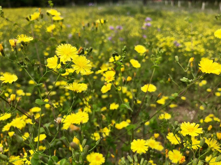 常绿地被植物推荐,地被植物科普