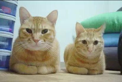 鐚挭涓嶆彛鎵嬪拰鍐滄皯鎻g殑鍖哄埆,鐚挭涓轰粈涔堝枩娆㈠啘姘戝憿