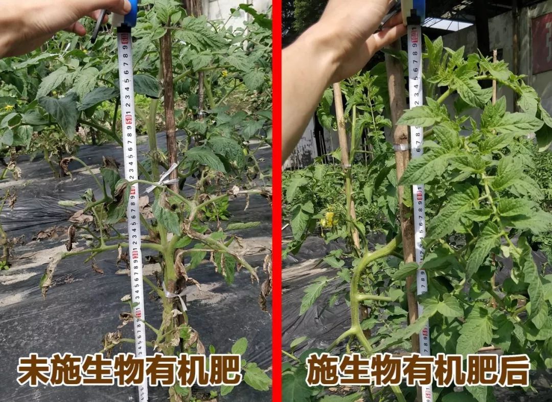 有机肥市场需求广阔,国内十大生物有机肥前10排名