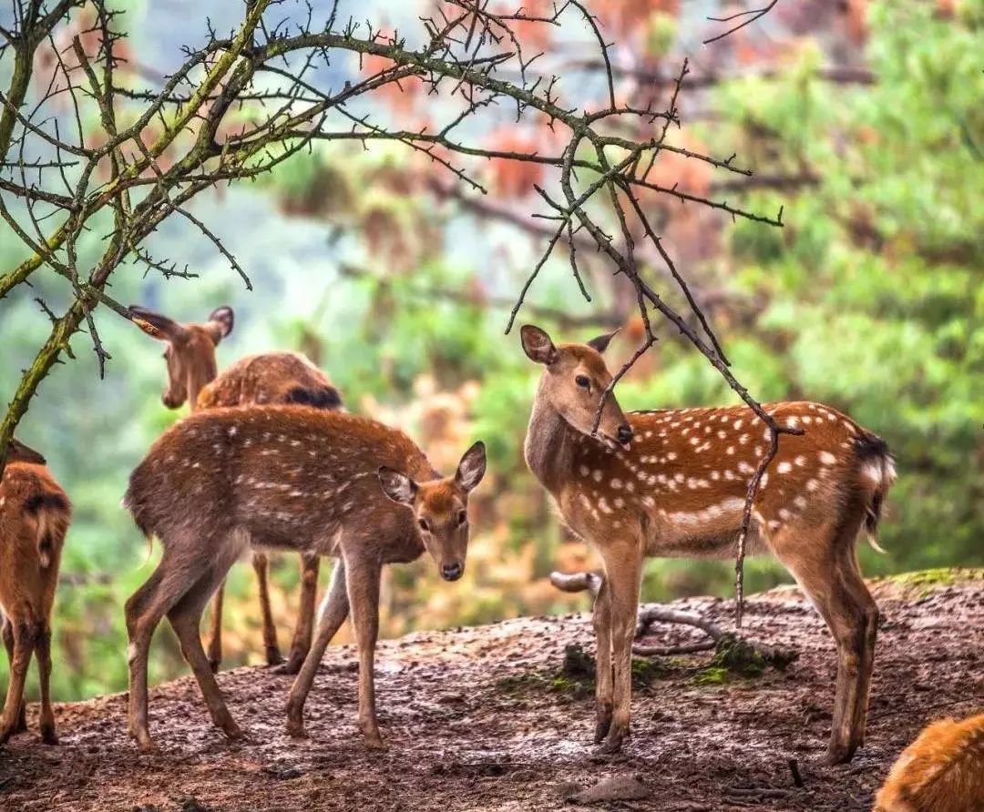 畅玩云南,畅玩永鸿动物园