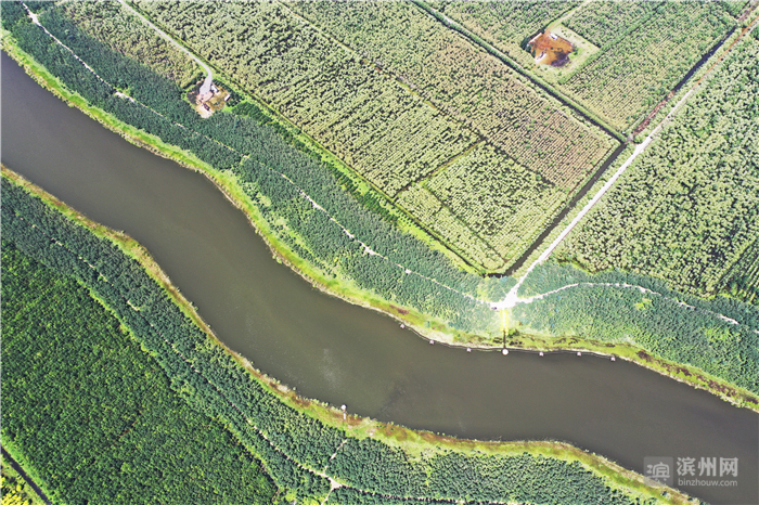 飞越滨州高新区：改革先行区厚植沿黄“城市之肺”