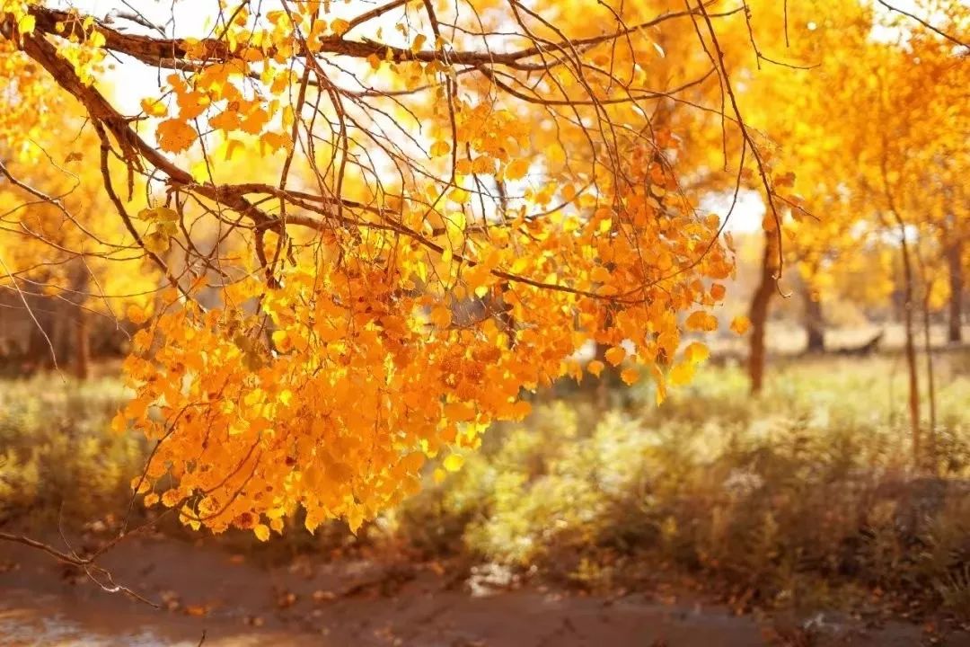 包头去额济纳胡杨林攻略,广州到额济纳胡杨林攻略