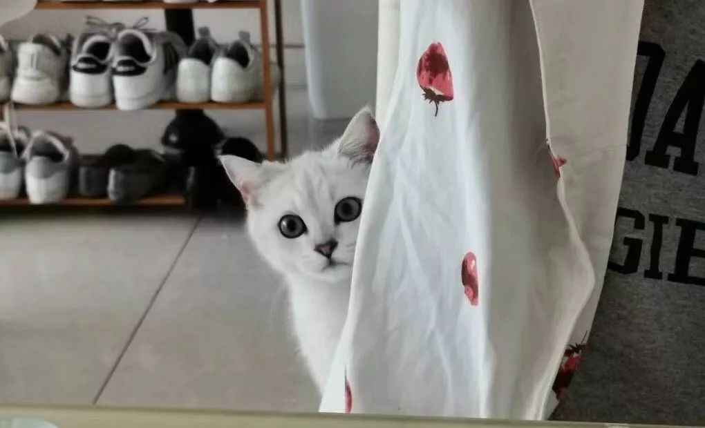 4岁男孩得猫眼病,幼猫眼睛化脓粘住睁不开