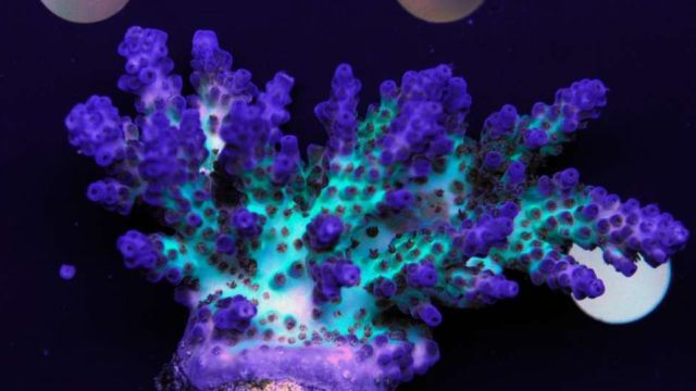 sps哪家更实用,sps怎么操作