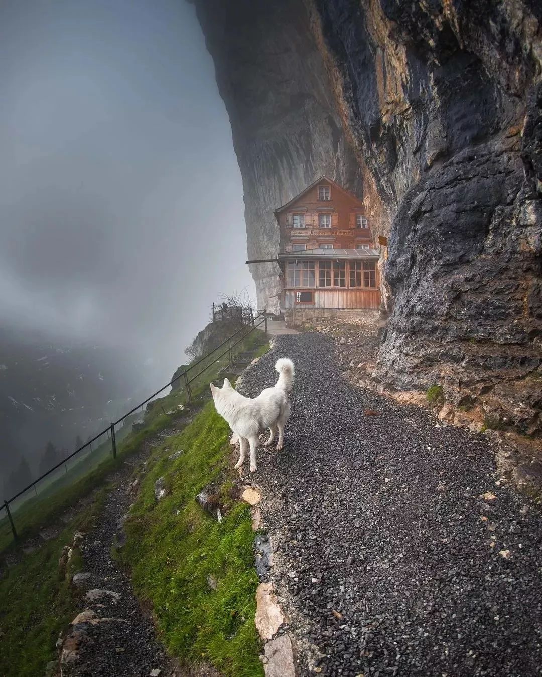 纯白色德牧是咋回事,黑白杂色德牧