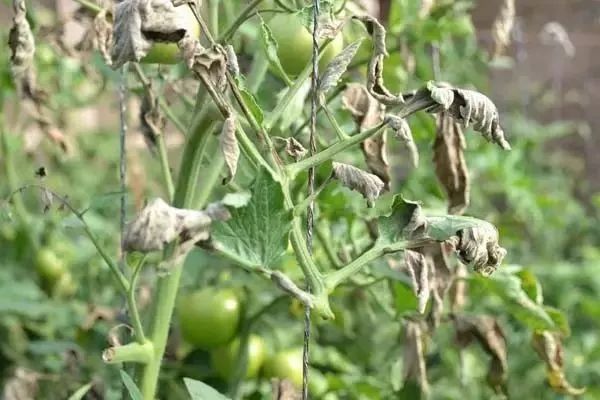 芸苔素内酯怎么用才有效,芸苔素内酯的3种误解