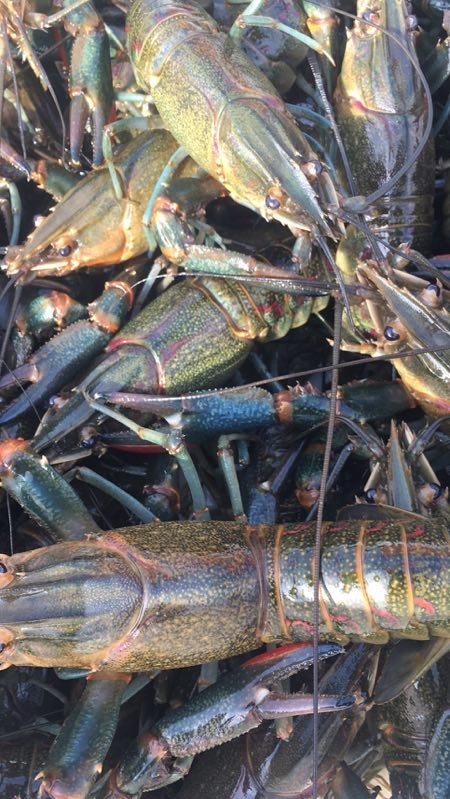 澳洲淡水小龙虾养殖一亩投资成本,澳洲小龙虾收益怎么样