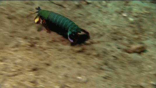 吃过广东濑尿虾，你就再也看不起小龙虾