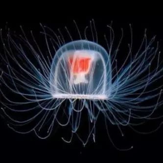 水母蜇伤急救措施,海上游玩被水母蛰伤了