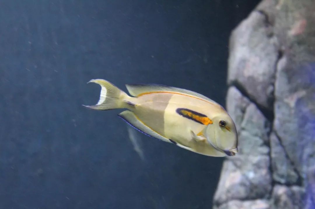 鱼撞脸的搞笑瞬间,鱼撞脸视频大全