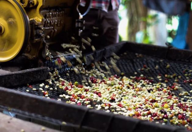 水洗肯尼亚,水洗肯尼亚冷萃咖啡