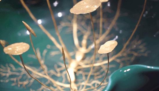 豫园老庙黄金银楼,豫园里黄金楼图片