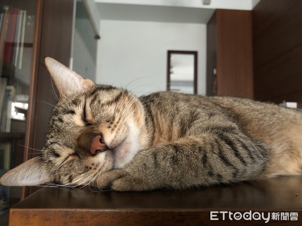 虎斑猫斜眼看主人,虎斑猫翻跟头