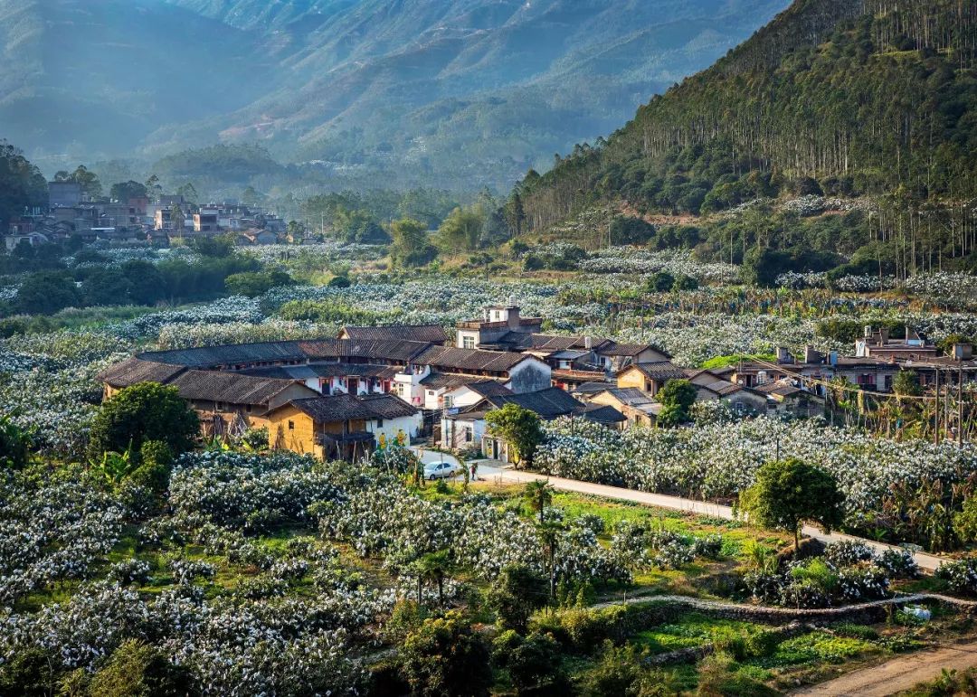 福建漳州为什么今年这么冷,福建漳州为什么老是半夜零点左右放鞭炮