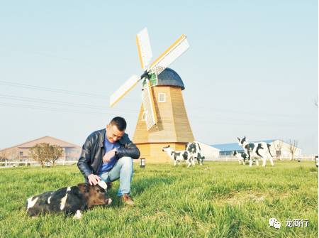 总第14期「2017.07.25」［全网10万+］养一头有情怀的牛，奉献一杯有品质的奶