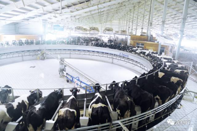 总第14期「2017.07.25」［全网10万+］养一头有情怀的牛，奉献一杯有品质的奶