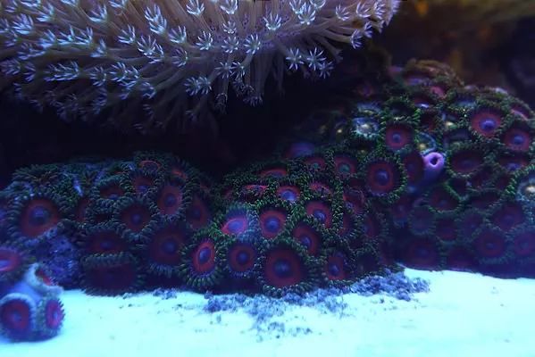 这是人家十年前的缸？我这些年瞎玩了……