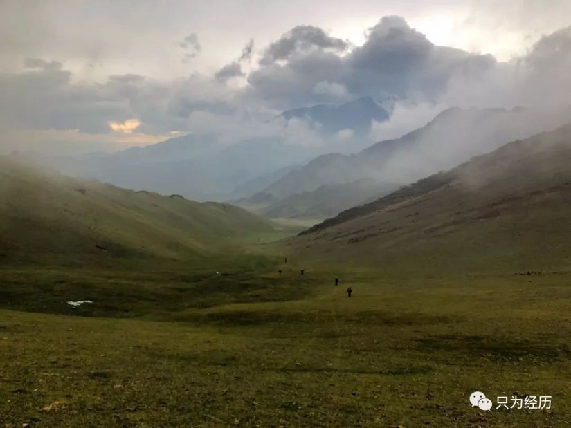 博格达雪莲花简介,雪莲花博格达