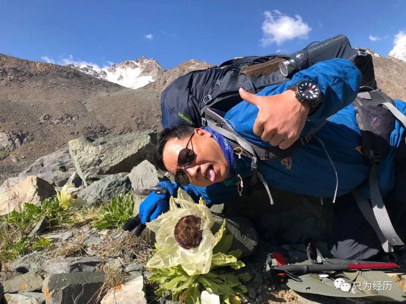 博格达雪莲,博格达天山雪莲