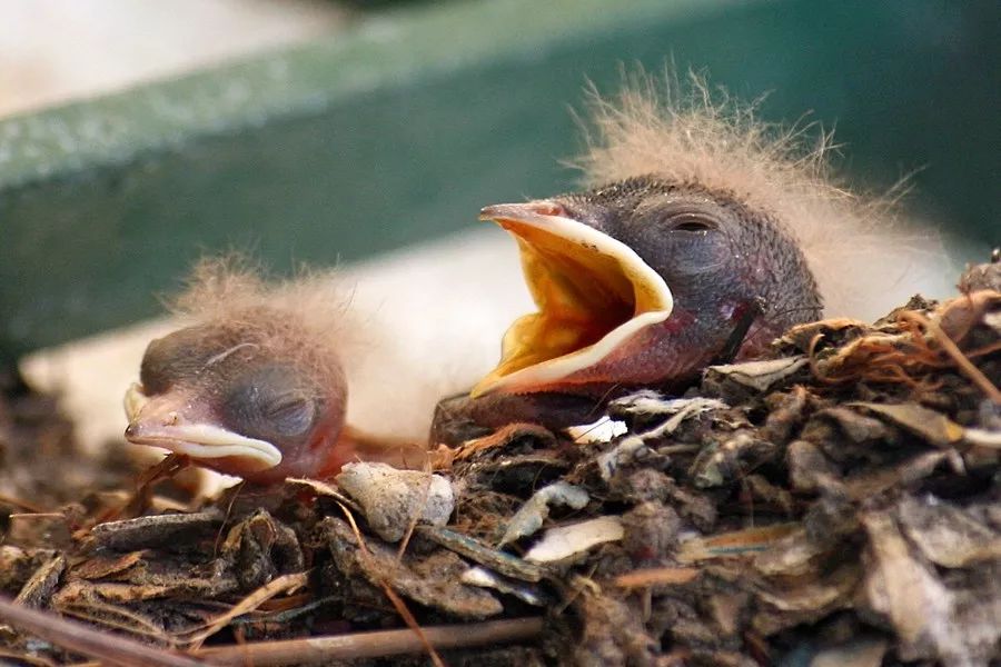 燕子在屋檐飞来飞去但没搭窝,没有屋檐燕子怎么搭窝