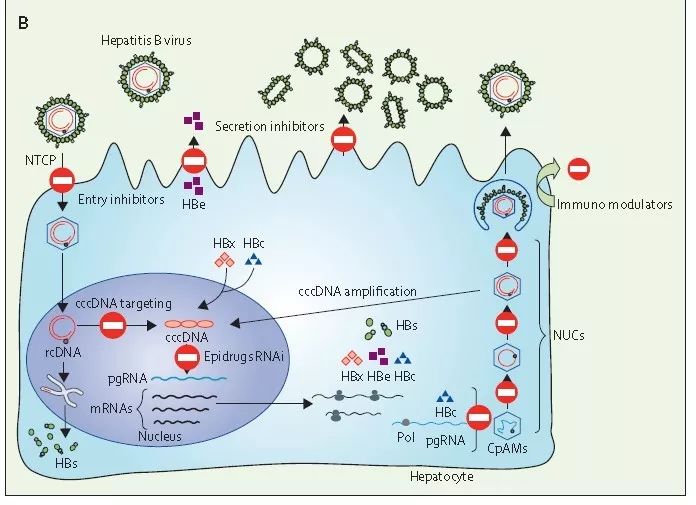 以治愈为目标：详解HBV感染治疗策略