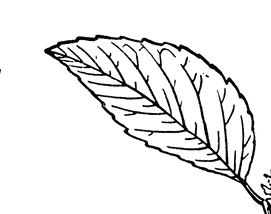 鼻尖的黑头应该怎么去除,长黑头粉刺该怎么快速去除