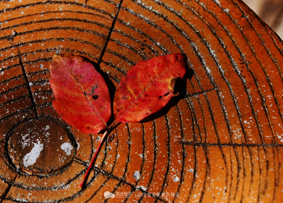 落英缤纷的是叶子还是凄美？