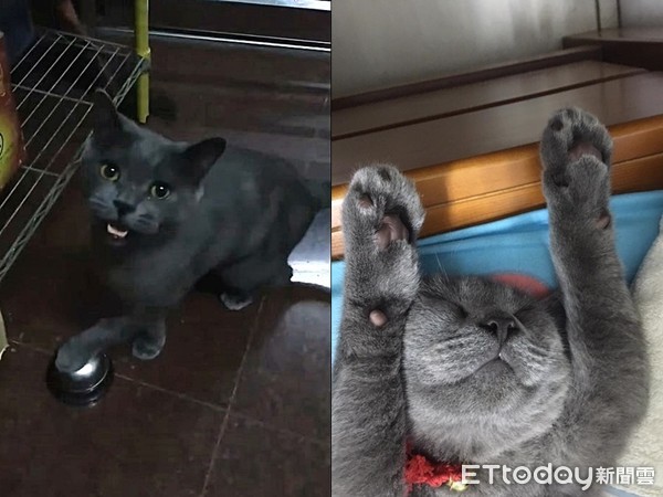 奥客猫半夜“按铃哀号”讨宵夜吃