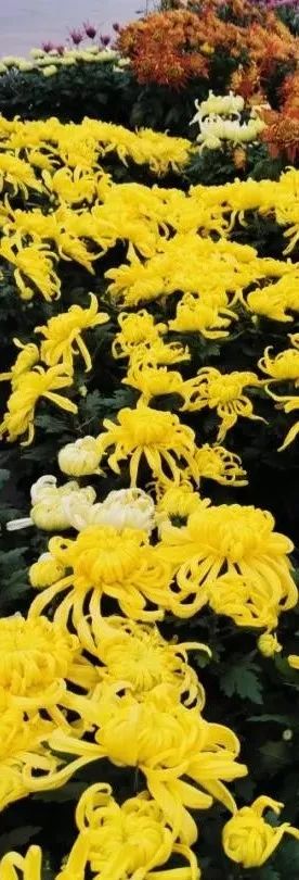 黄石周边一日游网红打卡地,黄石市爬山散步