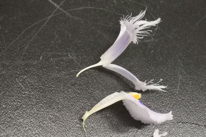 川大必修课最新消息,川大有哪些必修课