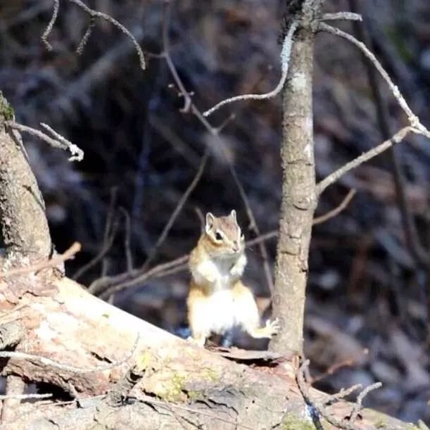 我的野保坑是这样填出来的：打豆豆，就酱