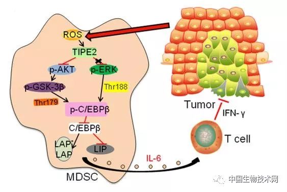 深圳先进技术研究院生物与医药,深圳治疗癌症新技术