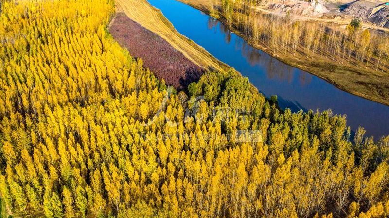 山西万荣汾河碧波,汾河岸边秋色美