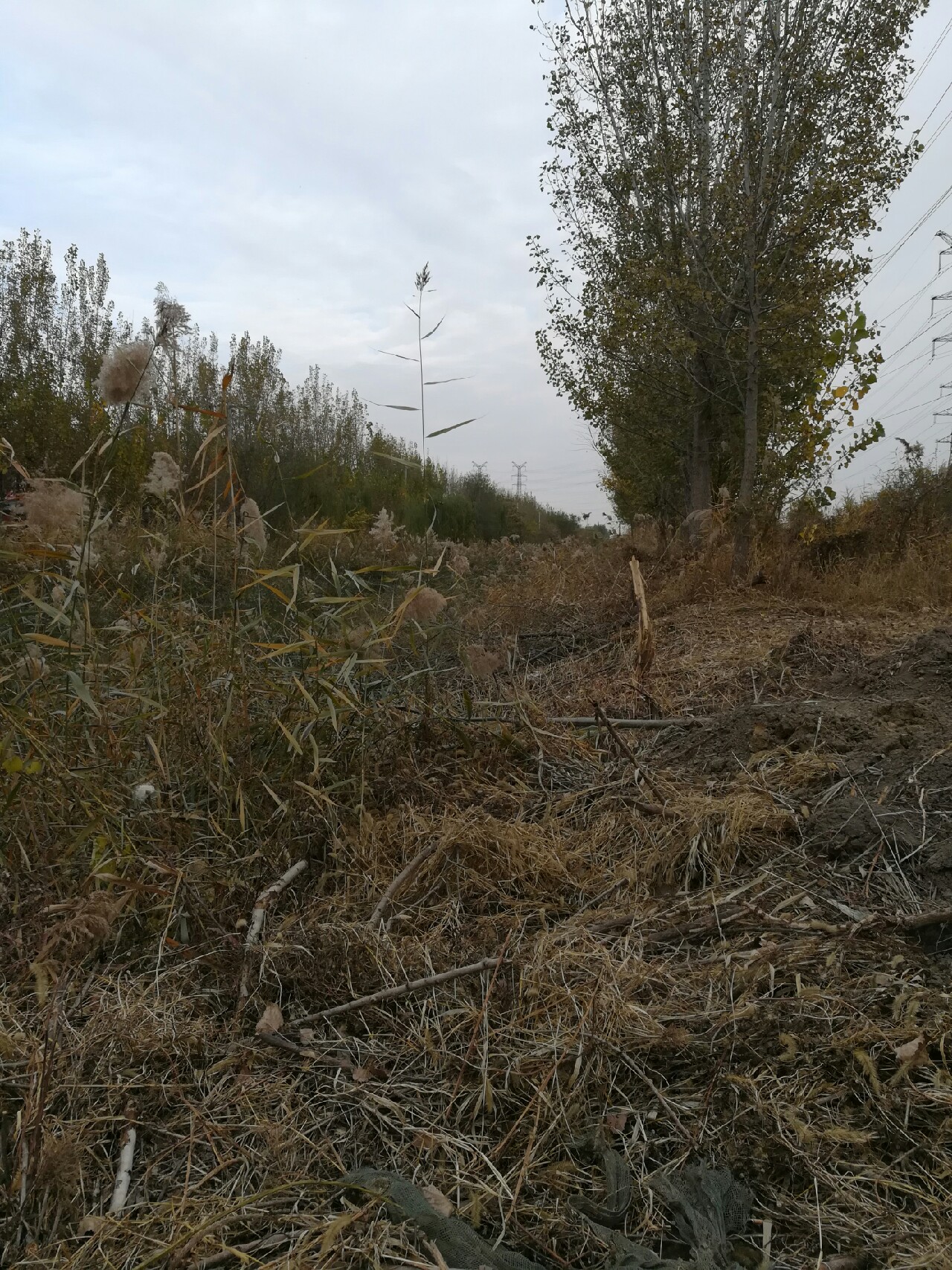 野钓小鲫鱼狂拉,野河钓小鲫鱼不小心钓到草鱼