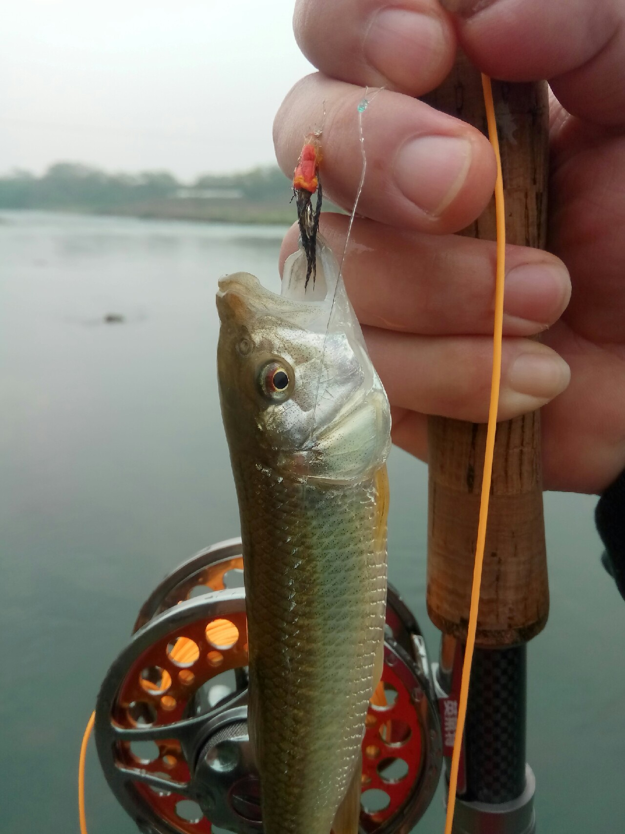 路亚飞蝇钩马口实战,路亚飞蝇钩怎么钓鲤鱼