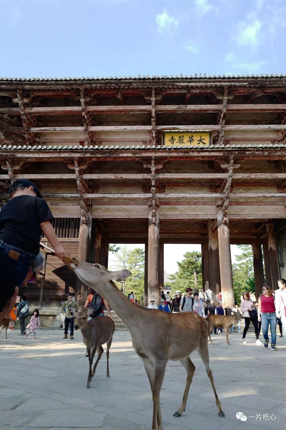 奈良的小鹿,奈良的小鹿最近新消息