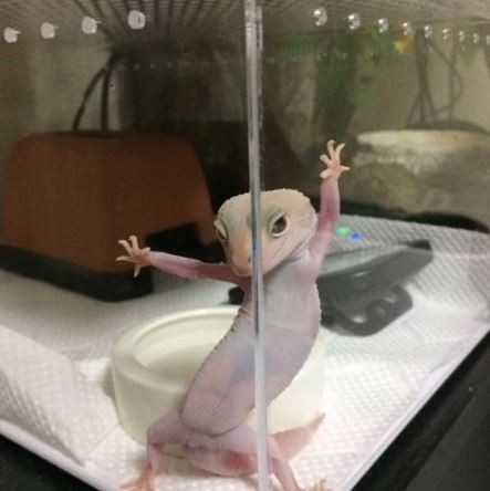 出门注意安全！守宫上演十八相送